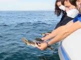 Dos tortugas nacidas en Ibiza en 2019 y rescatadas en Valencia han sido puestas en libertad este jueves