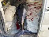 Sucesos.- Intervenidas cuatro piezas de atún rojo pesacadas de manera ilegal por embarcaciones recreativas