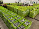 Lonja Gijón ha subastado 1.400.000 kilos de bocarte en la última semana