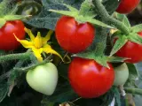 Tomates en una mata.