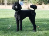 Ejemplar de caniche gigante.