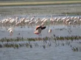 Es uno de los lugares m&aacute;s bonitos no solo de Andaluc&iacute;a, sino de toda Espa&ntilde;a. Se encuentra en la provincia de Huelva y es un crisol de ecosistemas que destaca por su variada fauna, con las aves como gran protagonistas y con especies como el lince ib&eacute;rico o el &aacute;guila imperial ib&eacute;rica.