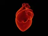 Las enfermedades de los vasos sanguíneos más pequeños del corazón son un importante problema de salud mundial