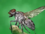 Una mosca en una imagen de archivo.