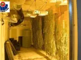 Detenido por tener una plantación interior de marihuana en una lonja del barrio bilbaíno de Deusto