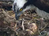 Nacen dos águilas pescadoras en la Reserva de Urdaibai