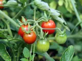 Una planta de tomates cherry
