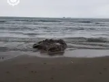Sucesos.- Aparece el cadáver de un calamar gigante en la playa del Gurugú