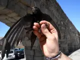 Uno de los miembros de SEO/BirdLife sujeta un vencejo frente al Acueducto de Segovia.