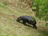 La hipopótama Moyamba llega al Parque de Cabárceno, que intentará aumentar pigmeos en cautividad