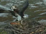 Urdaibai Bird Center ofrece salidas de campo para observar a las águilas pescadoras que están criando en la zona