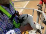 Bomberos de Alcázar de San Juan rescatan un polluelo de cigüeña que estaba atrapado en su propio nido