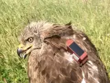 SEO/BirdLife marca un milano negro con GPS en Tordesillas (Valladolid) para conocer sus rutas migratorias