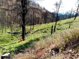 Concluyen los trabajos de restauración ambiental en la zona afectada por el incendio del verano de 2019 en Gran Canaria