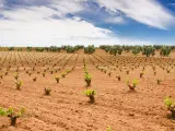 La Junta de Extremadura abona 15 millones de las solicitudes de la PAC de 2020 y a la reestructuración del viñedo