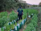 La Guardia Civil desmantela 260 plantas de marihuana en Llagostera (Girona)