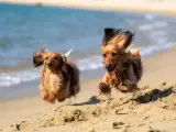 Perros en la playa.