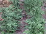 Desmantelan una plantación de marihuana en Calasparra camuflada en una vaguada que desembocaba en el Segura