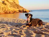 Playas que admiten perros en valencia