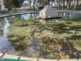 Alma Animal urge al Ayuntamiento solucionar la situación alarmante que viven los patos en los estanques de Albacete
