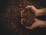 Grano de cacao