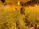 Dos detenidos y 1.590 plantas de marihuana incautadas en El Casar (Guadalajara)