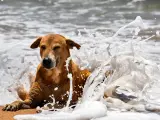 Playas perros Almeria