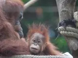 La dama mono Bella, orangután vivo más viejo del mundo