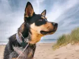 Perro en la playa.