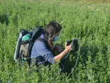 Investigadores del CSIC trabajan en el desarrollo de agricultura de precisión en cultivos de alfalfa en Navarra