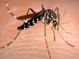 El mosquito tigre es una especie invasora en España que puede ser portadora de enfermedades.