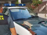 La Guardia Civil propone para sanción a un hombre por dar muerte a una coneja recién parida