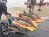 Liberados cuatro delfines que se quedaron varados en la ría de Arousa