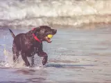 Perro en la playa.