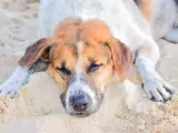 Perro en la playa.