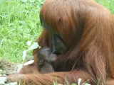 La orangutana recién nacida en Santillana del Mar.