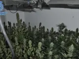 Detenido un clan familiar dedicado al cultivo de marihuana en Puertollano (Ciudad Real)