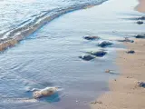 La aparición de medusas en la playa de Almería restringe el baño y activa los refuerzos de limpieza