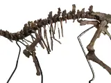 Dinosaurios ornitópodos pudieron desarrollar un aumento del volumen de su encéfalo similar a sus parientes carnívoros
