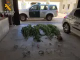 La Guardia Civil detiene en el Valle del Tiétar (Ávila) a una persona por furtivismo y cultivo de cannabis