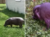 El cerdo más viejo del mundo.