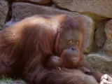 Bioparc Fuengirola dio la bienvenida el pasado 4 de agosto a un pequeño orangután de Borneo. Se trata de la única cría nacida en el programa de conservación europeo de orangutanes en los últimos 12 meses. La cría nació a plena luz del día, algo muy poco habitual en esta especie, que suelen dar a luz por la noche. Tanto el recién nacido como la madre están en perfecto estado. El nacimiento de este pequeño orangután es un hecho de gran relevancia dado que la especie de encuentra en peligro de extinción.