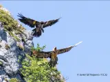 Cinco nuevos quebrantahuesos vuelan libres en el Parque Nacional de los Picos de Europa