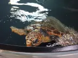 La tortuga boba recogida en aguas gijonesas se recupera en el Bioparc del Acuario