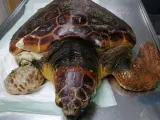 Rescatada en La Palma un ejemplar de tortuga boba enredada con gran cantidad de material de pesca y rafia