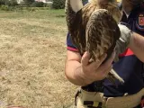Los Bomberos de Baza rescatan un águila calzada herida