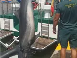 Recuperan un delfín muerto en las costas de Elche