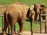 Industria. Elefante cesión Países Bajos. Yambo. Parque de la Naturaleza de Cabárecno. 20 AGOSTO 2021 © Oficina de comunicación