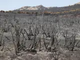 Vista general de la zona afectada por el incendio forestal de Navalacruz.