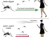Gráfico que muestra el efecto de la eliminación de Op1 y Op2 en los mosquitos Aedes aegypti.
